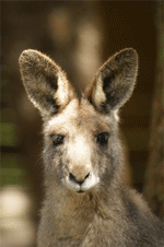 kangourou gris