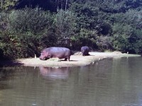 hippopotames 200