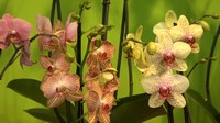 orchidee 2 200